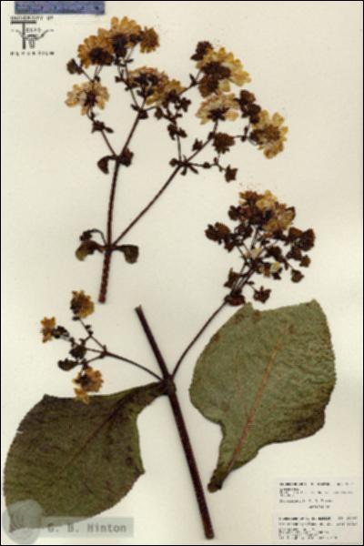 URN_catalog_HBHinton_herbarium_26241.jpg.jpg