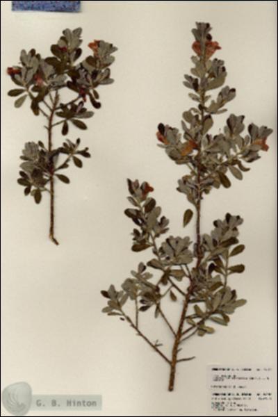 URN_catalog_HBHinton_herbarium_24180.jpg.jpg