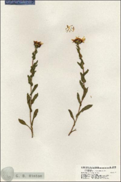 URN_catalog_HBHinton_herbarium_20995.jpg.jpg