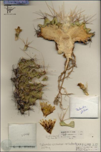URN_catalog_HBHinton_herbarium_25778.jpg.jpg