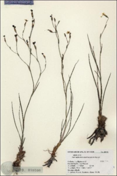 URN_catalog_HBHinton_herbarium_23737.jpg.jpg