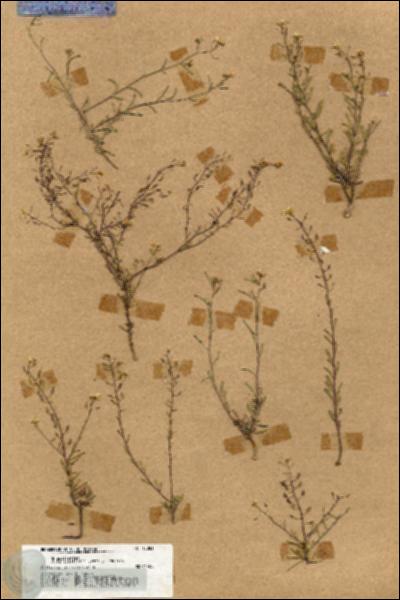 URN_catalog_HBHinton_herbarium_18081.jpg.jpg