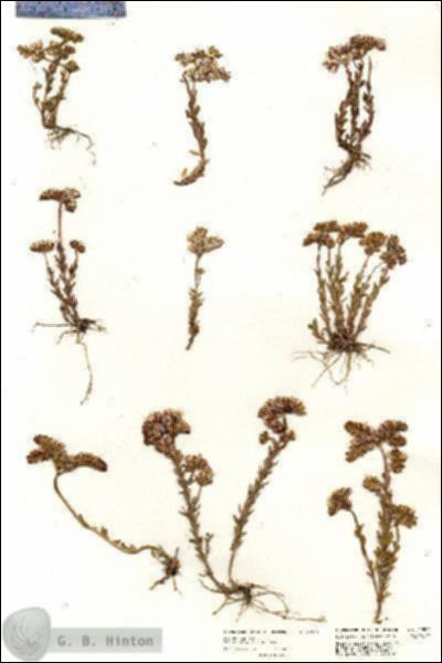 URN_catalog_HBHinton_herbarium_20502.jpg.jpg