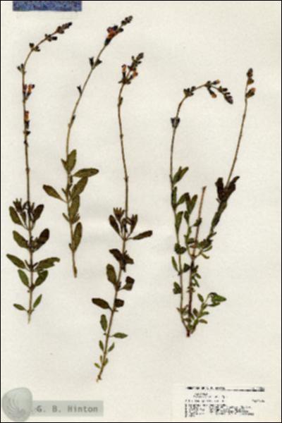 URN_catalog_HBHinton_herbarium_20304.jpg.jpg