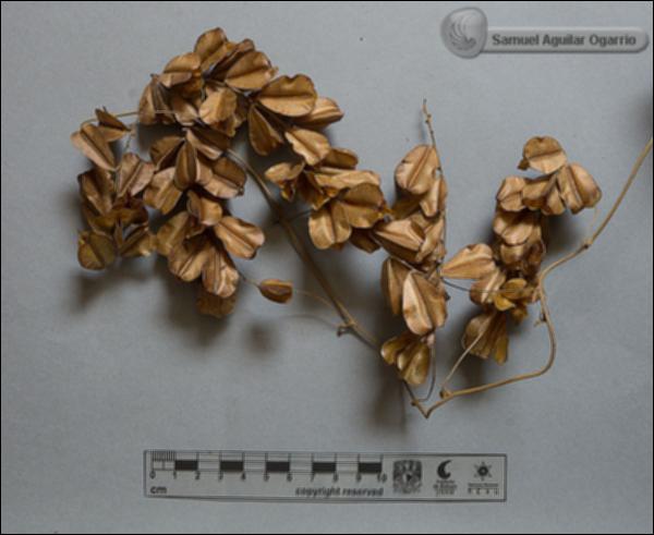 Dioscorea-floribunda-FS1986.jpg.jpg