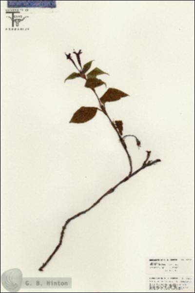 URN_catalog_HBHinton_herbarium_26276.jpg.jpg
