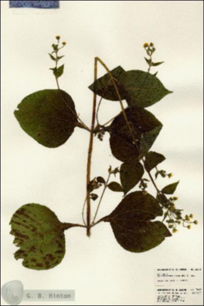 URN_catalog_HBHinton_herbarium_23419.jpg.jpg