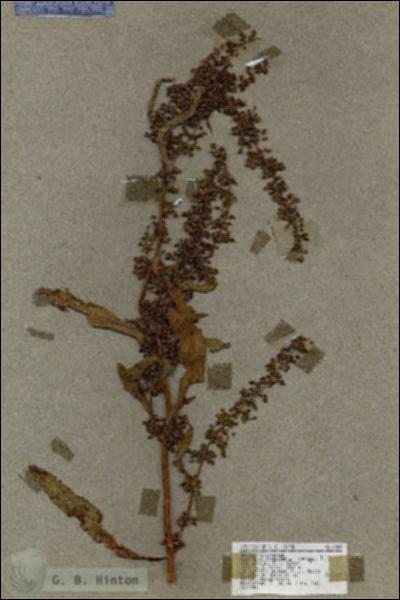 URN_catalog_HBHinton_herbarium_18549.jpg.jpg