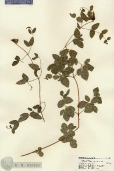 URN_catalog_HBHinton_herbarium_22290.jpg.jpg