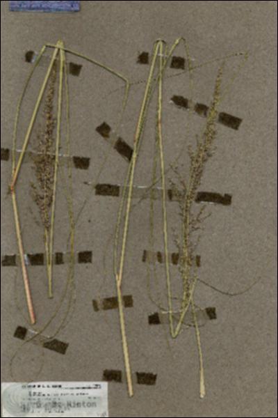 URN_catalog_HBHinton_herbarium_19553.jpg.jpg