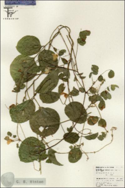 URN_catalog_HBHinton_herbarium_26471.jpg.jpg