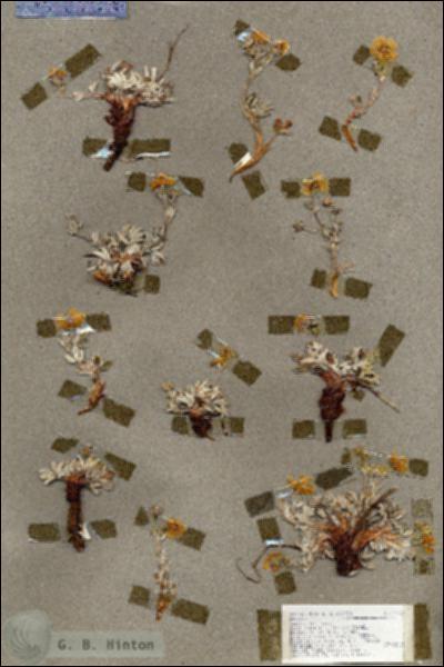 URN_catalog_HBHinton_herbarium_17035.jpg.jpg