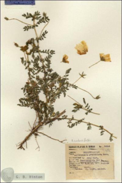 URN_catalog_HBHinton_herbarium_12106.jpg.jpg
