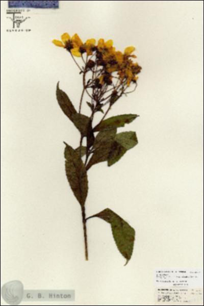 URN_catalog_HBHinton_herbarium_26724.jpg.jpg