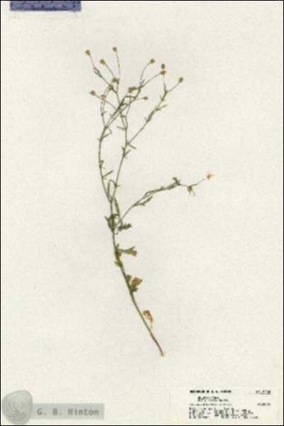 URN_catalog_HBHinton_herbarium_20566.jpg.jpg