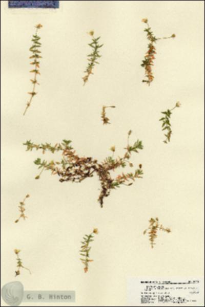 URN_catalog_HBHinton_herbarium_22410.jpg.jpg