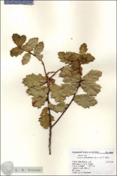 URN_catalog_HBHinton_herbarium_18428.jpg.jpg