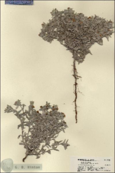 URN_catalog_HBHinton_herbarium_21965.jpg.jpg