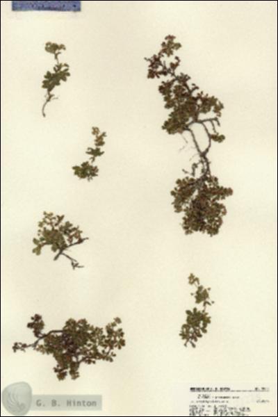 URN_catalog_HBHinton_herbarium_22225.jpg.jpg