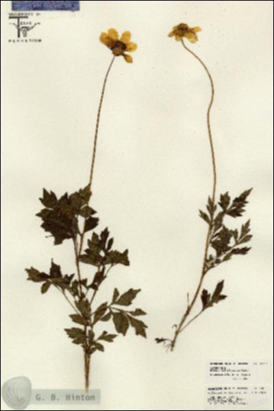 URN_catalog_HBHinton_herbarium_26029.jpg.jpg