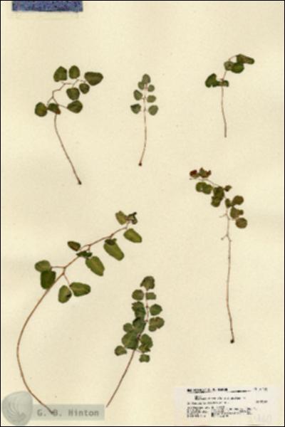 URN_catalog_HBHinton_herbarium_21460.jpg.jpg