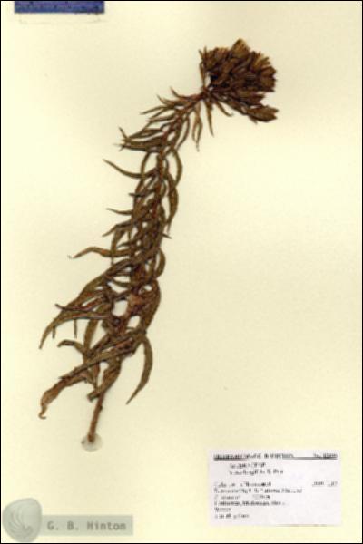 URN_catalog_HBHinton_herbarium_12896.jpg.jpg