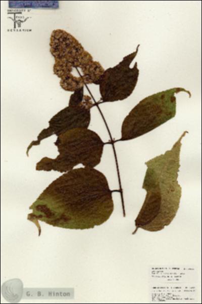URN_catalog_HBHinton_herbarium_26341.jpg.jpg
