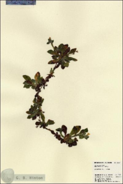 URN_catalog_HBHinton_herbarium_22621.jpg.jpg