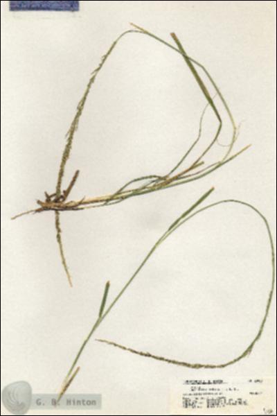 URN_catalog_HBHinton_herbarium_20908.jpg.jpg