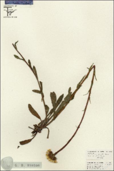 URN_catalog_HBHinton_herbarium_26640.jpg.jpg