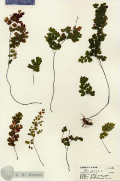 URN_catalog_HBHinton_herbarium_21482.jpg.jpg