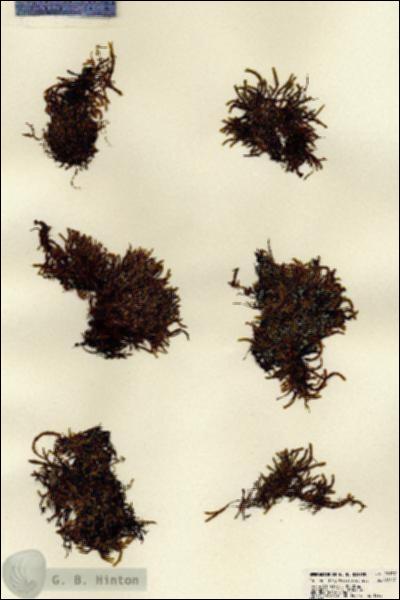 URN_catalog_HBHinton_herbarium_22137.jpg.jpg
