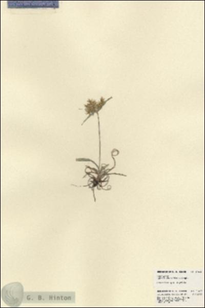URN_catalog_HBHinton_herbarium_21462.jpg.jpg