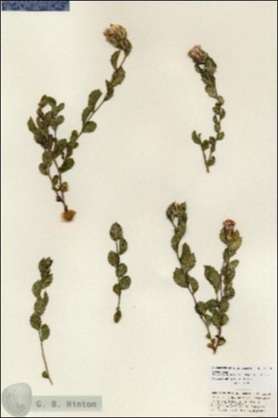 URN_catalog_HBHinton_herbarium_25998.jpg.jpg
