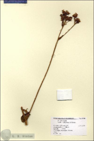 URN_catalog_HBHinton_herbarium_15288.jpg.jpg