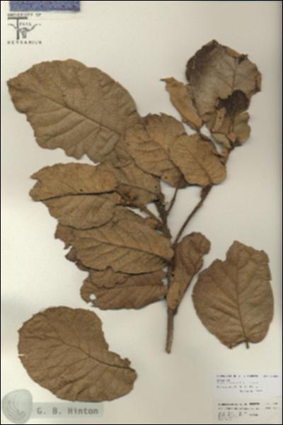 URN_catalog_HBHinton_herbarium_26823.jpg.jpg