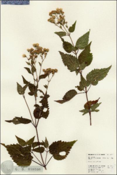 URN_catalog_HBHinton_herbarium_25077.jpg.jpg