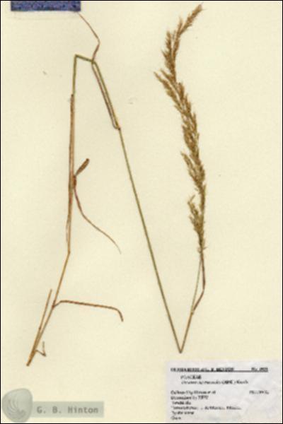 URN_catalog_HBHinton_herbarium_4989.jpg.jpg