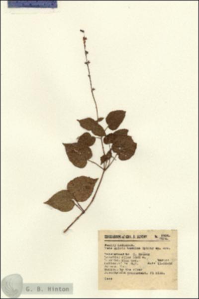 URN_catalog_HBHinton_herbarium_9884.jpg.jpg