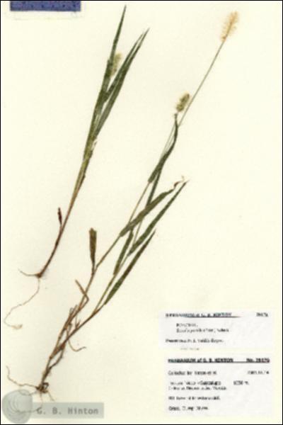 URN_catalog_HBHinton_herbarium_28176.jpg.jpg