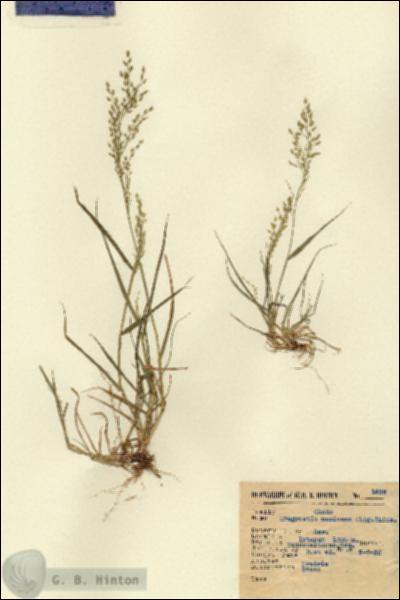 URN_catalog_HBHinton_herbarium_1639.jpg.jpg
