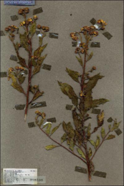 URN_catalog_HBHinton_herbarium_18643.jpg.jpg