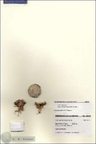 URN_catalog_HBHinton_herbarium_28578.jpg.jpg