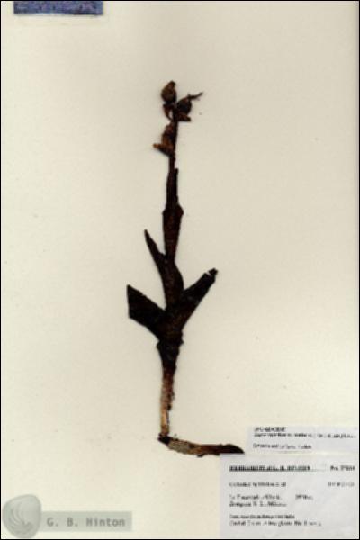 URN_catalog_HBHinton_herbarium_27218.jpg.jpg