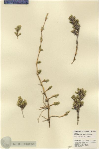 URN_catalog_HBHinton_herbarium_21982.jpg.jpg