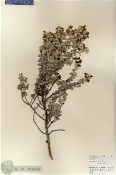 URN_catalog_HBHinton_herbarium_27107.jpg.jpg