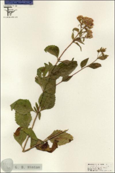 URN_catalog_HBHinton_herbarium_25541.jpg.jpg