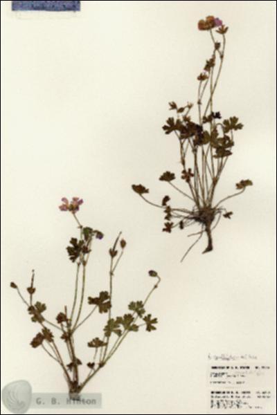 URN_catalog_HBHinton_herbarium_22956.jpg.jpg