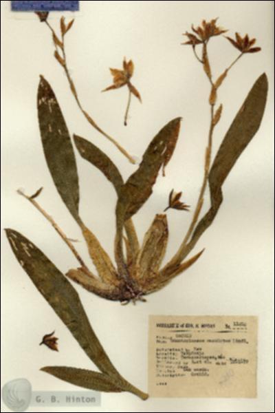 URN_catalog_HBHinton_herbarium_11210.jpg.jpg