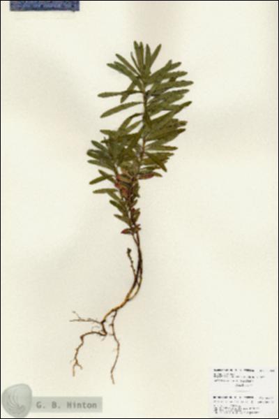 URN_catalog_HBHinton_herbarium_25944.jpg.jpg
